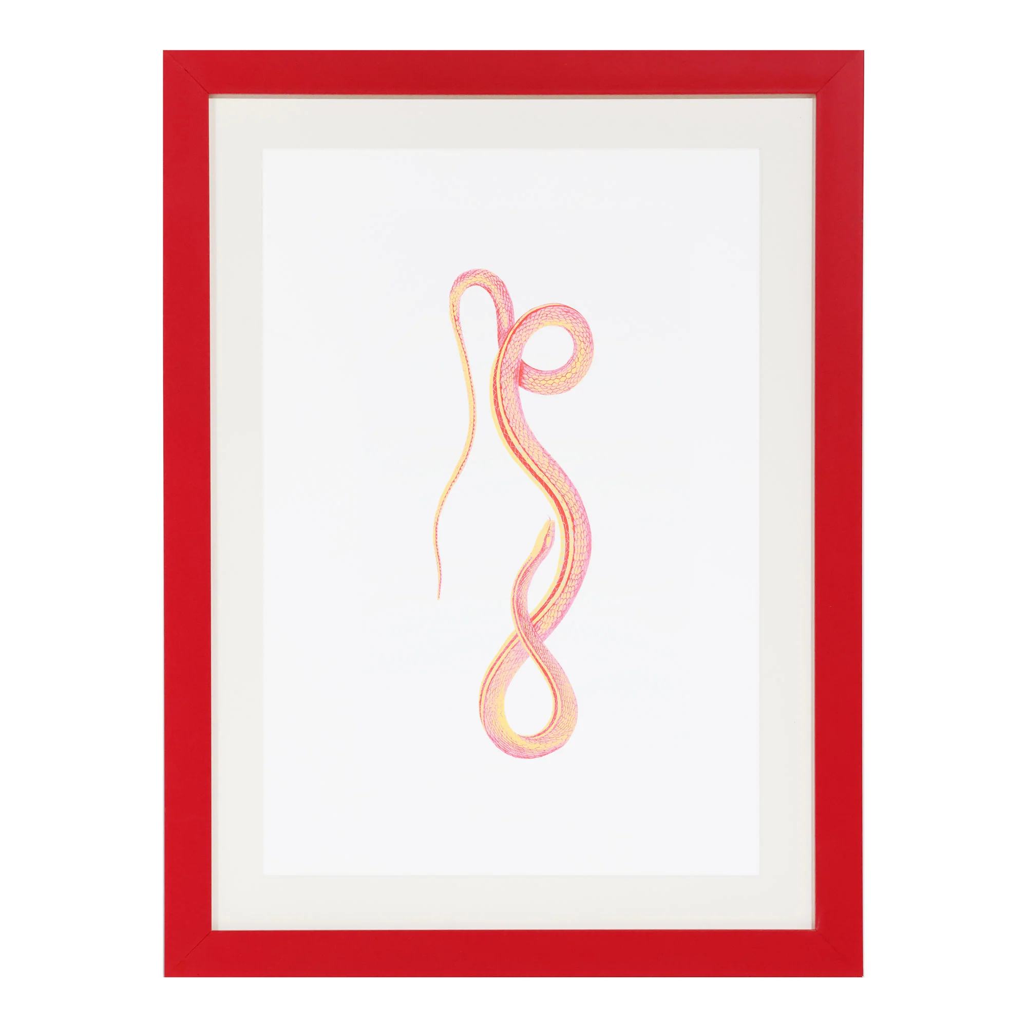 Bite Back Series - Coral