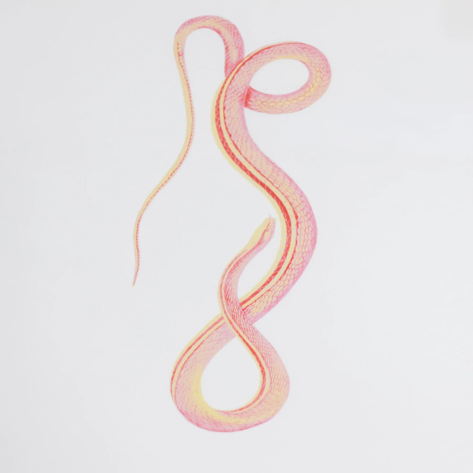 Bite Back Series - Coral - Image 3