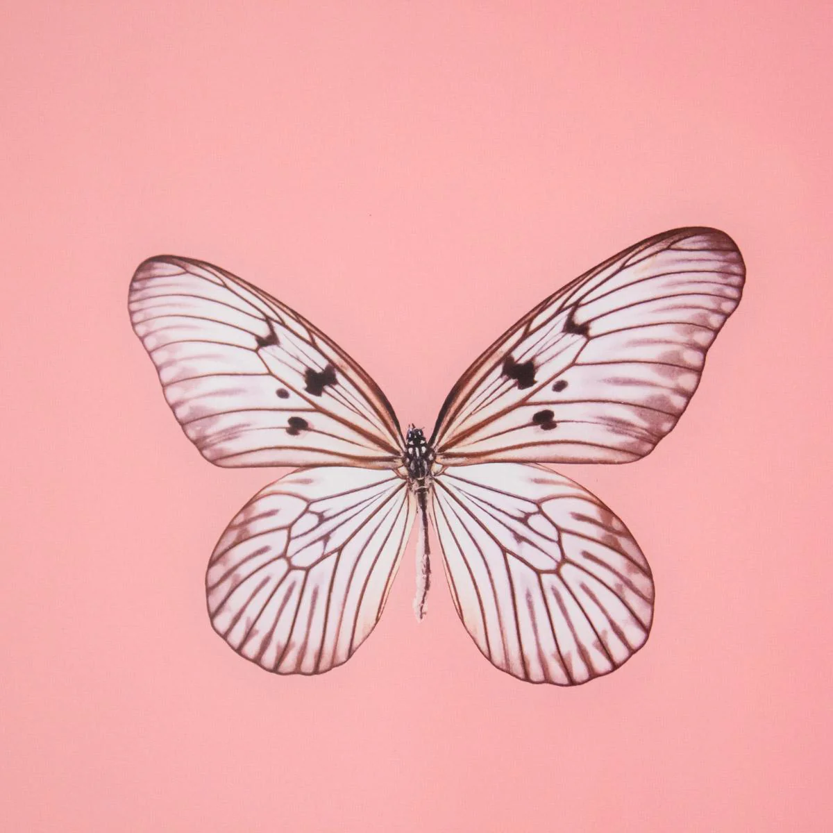 Framed Butterfly Print in Blush - Image 4