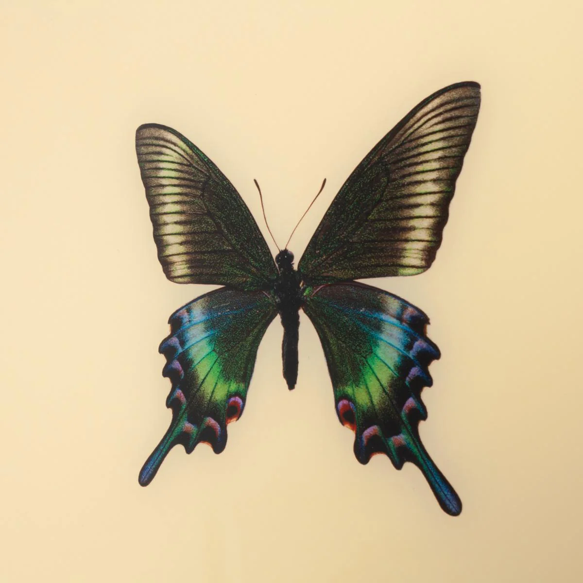 Framed Butterfly Print in Butter - Image 4