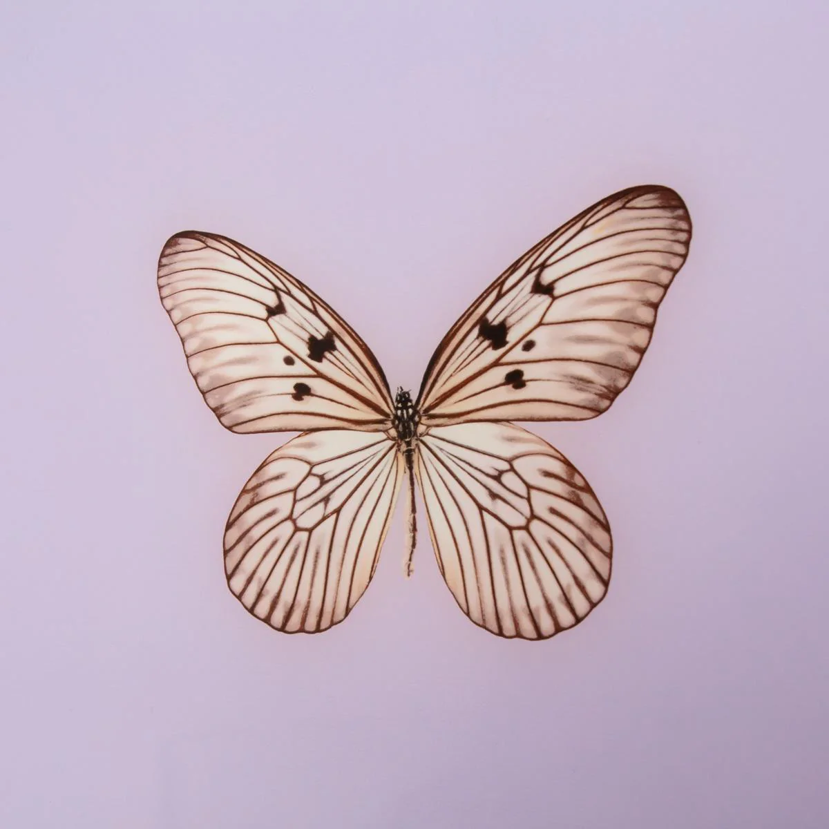 Framed Butterfly Print in Lavender - Image 3
