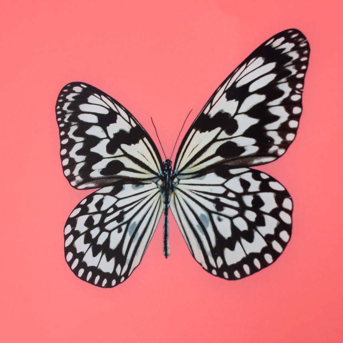 Framed Butterfly Print in Persimmon - Image 4