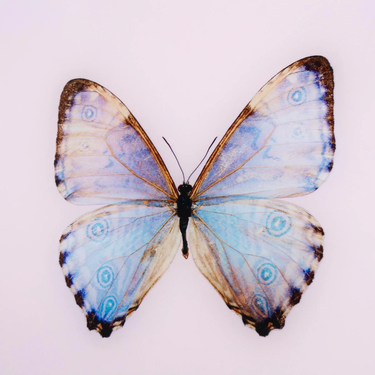 Framed Butterfly Print in Pink Marshmallow - Image 3