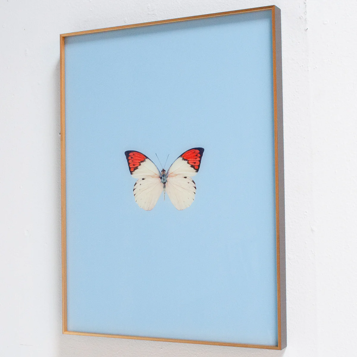 Framed Butterfly Print In Light Blue - Image 3