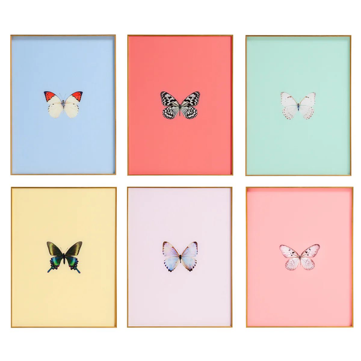 Framed Butterfly Print - Set of 6