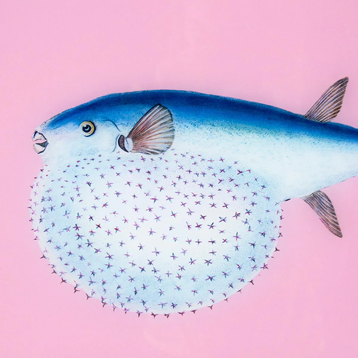Framed Fish Print in Mermaid Pink - Image 4