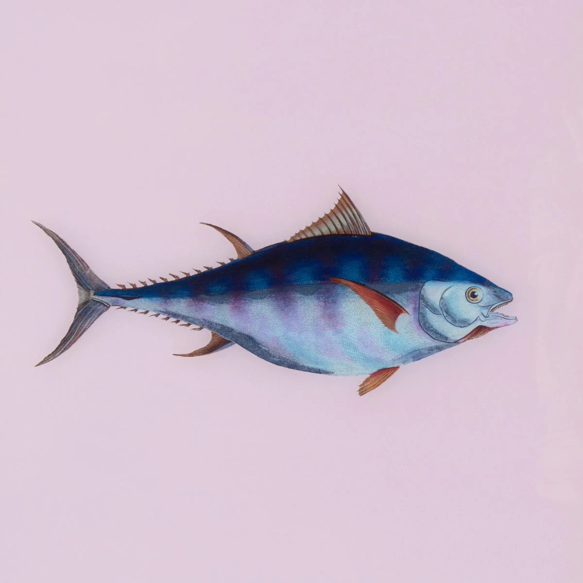 Framed Fish Print in Moonlight - Image 3