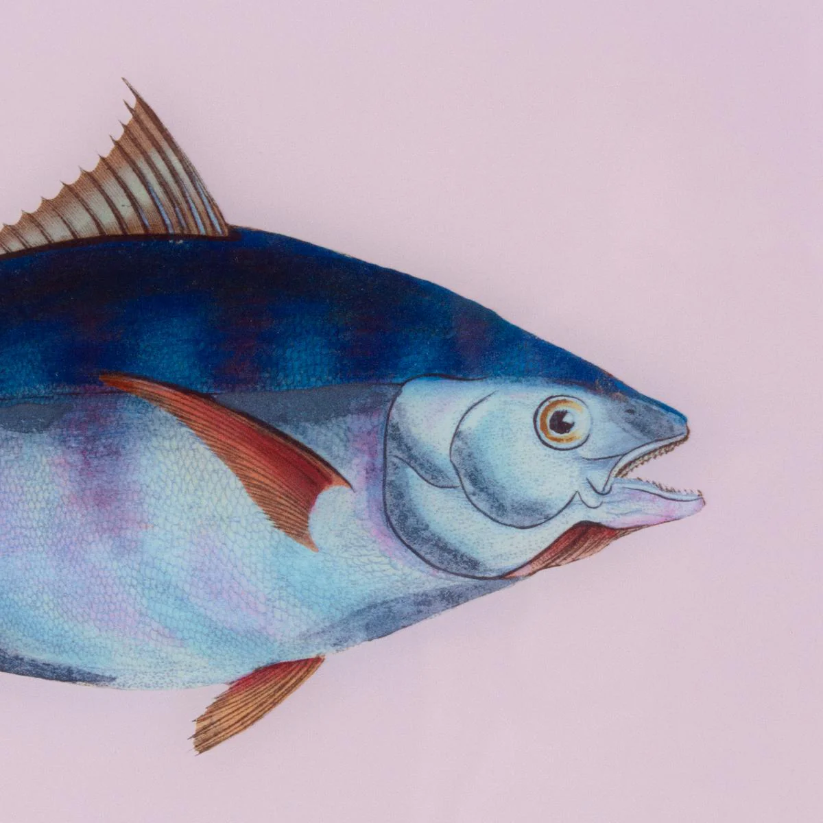 Framed Fish Print in Moonlight - Image 4