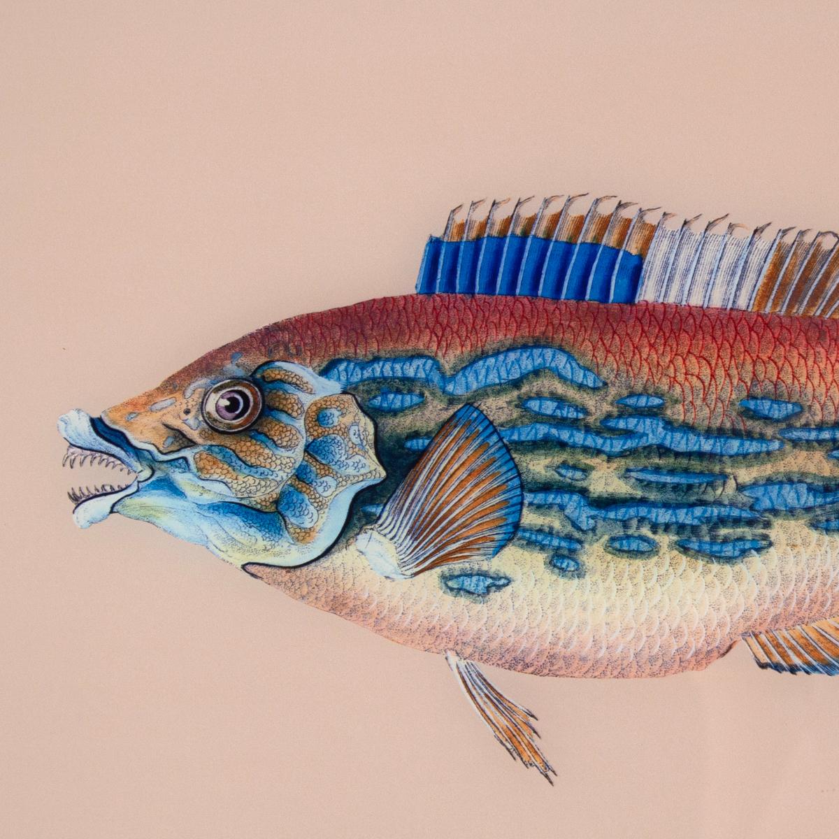 Framed Fish Print in Sand - Image 3