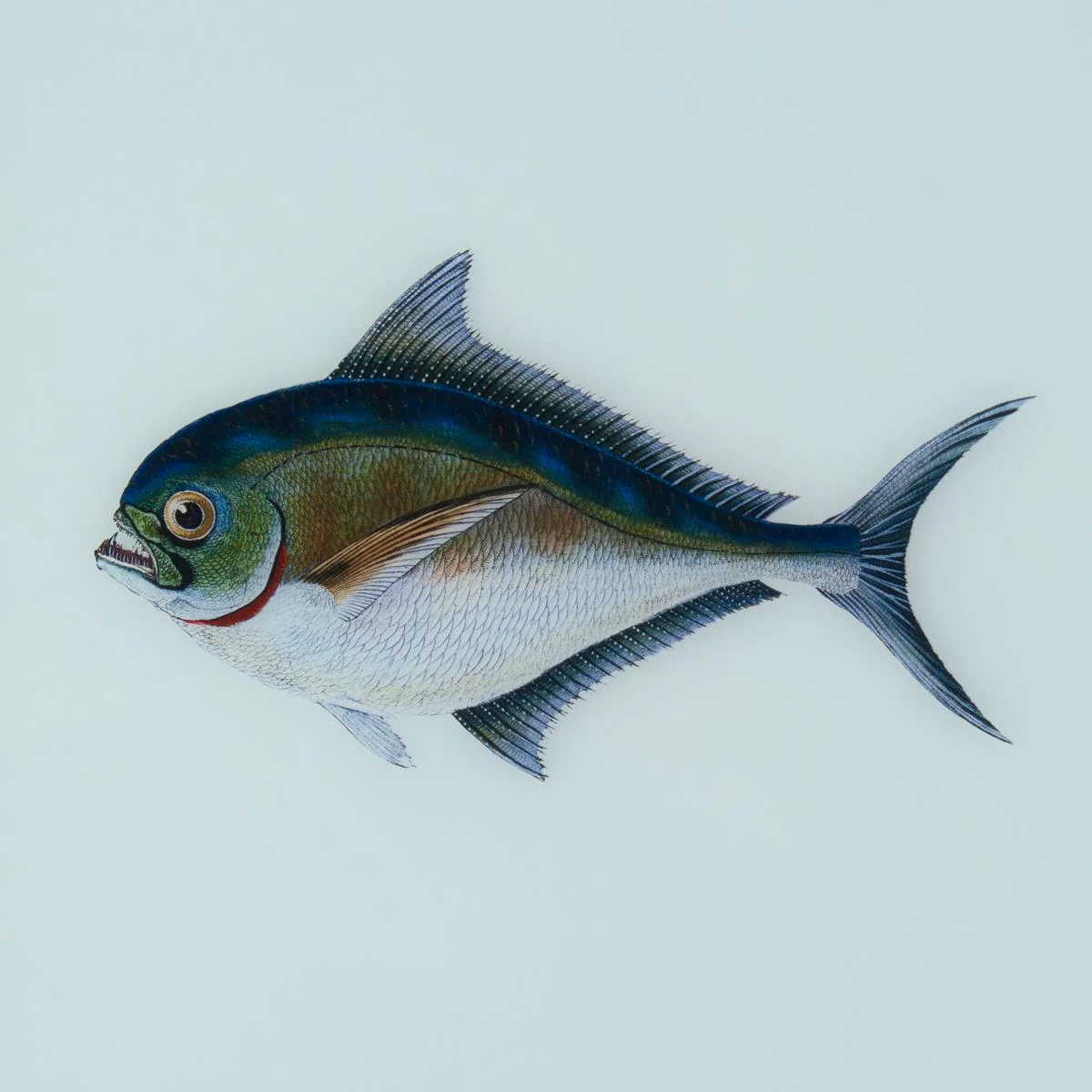 Framed Fish Print in Sea Spray - Image 4