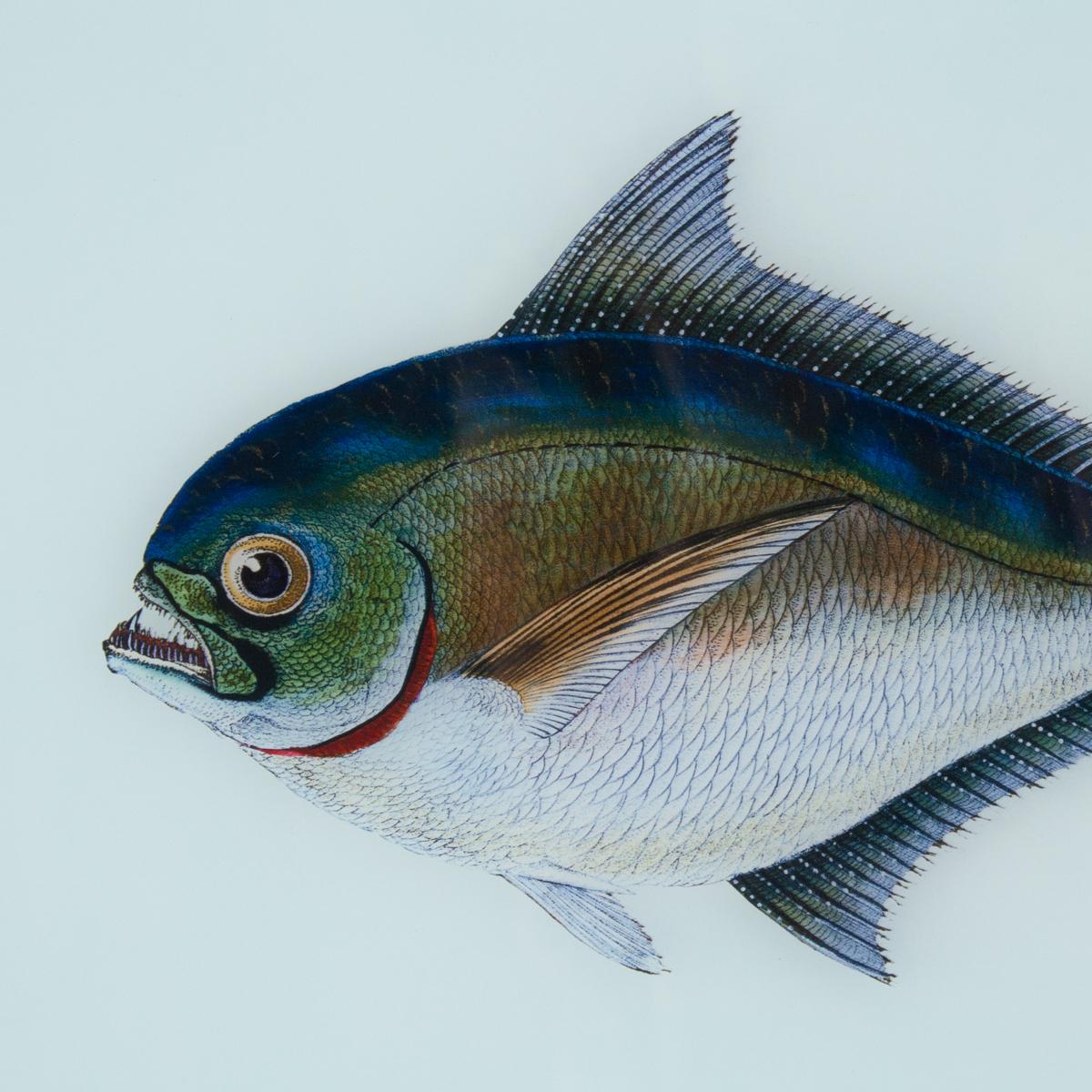 Framed Fish Print in Sea Spray - Image 5