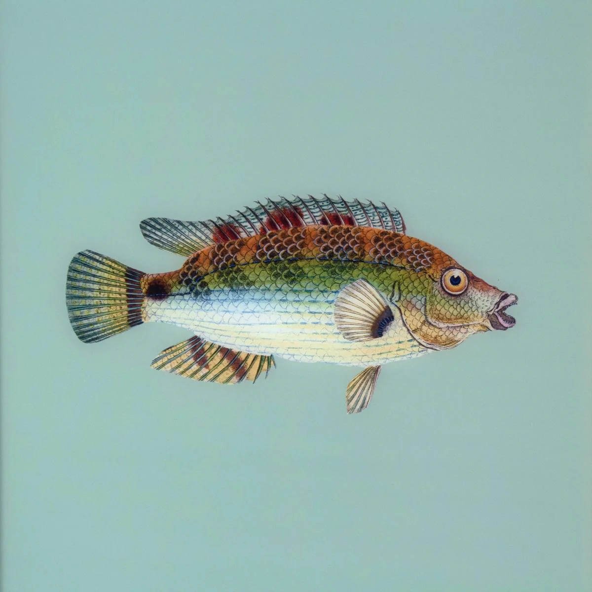 Framed Fish Print in Seagrass - Image 3