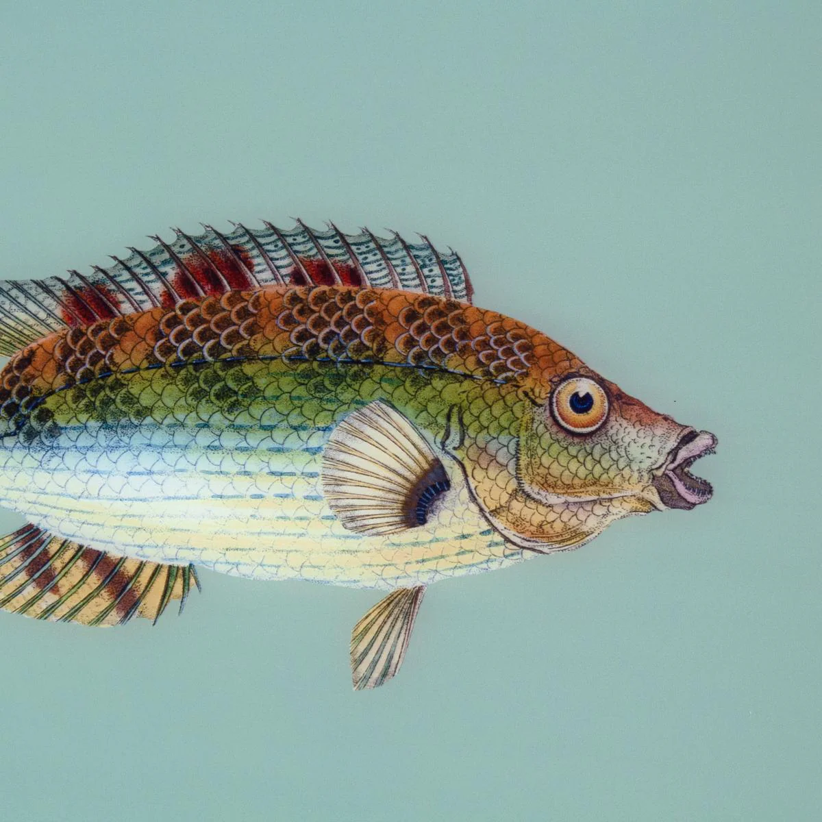 Framed Fish Print in Seagrass - Image 4