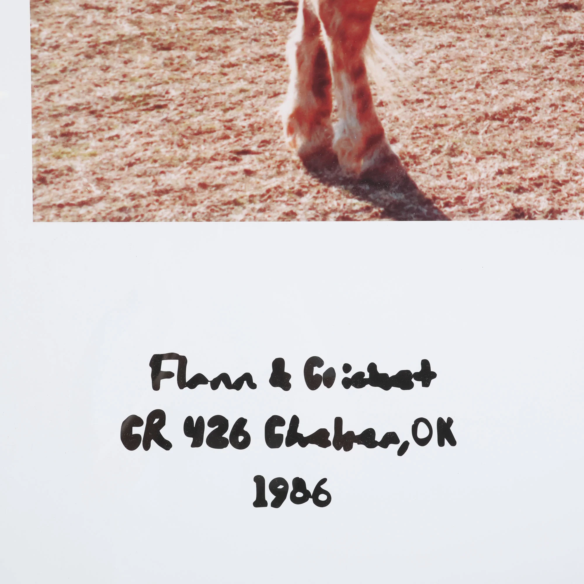 Mini Flannigan & Foal Polaroid - Image 3
