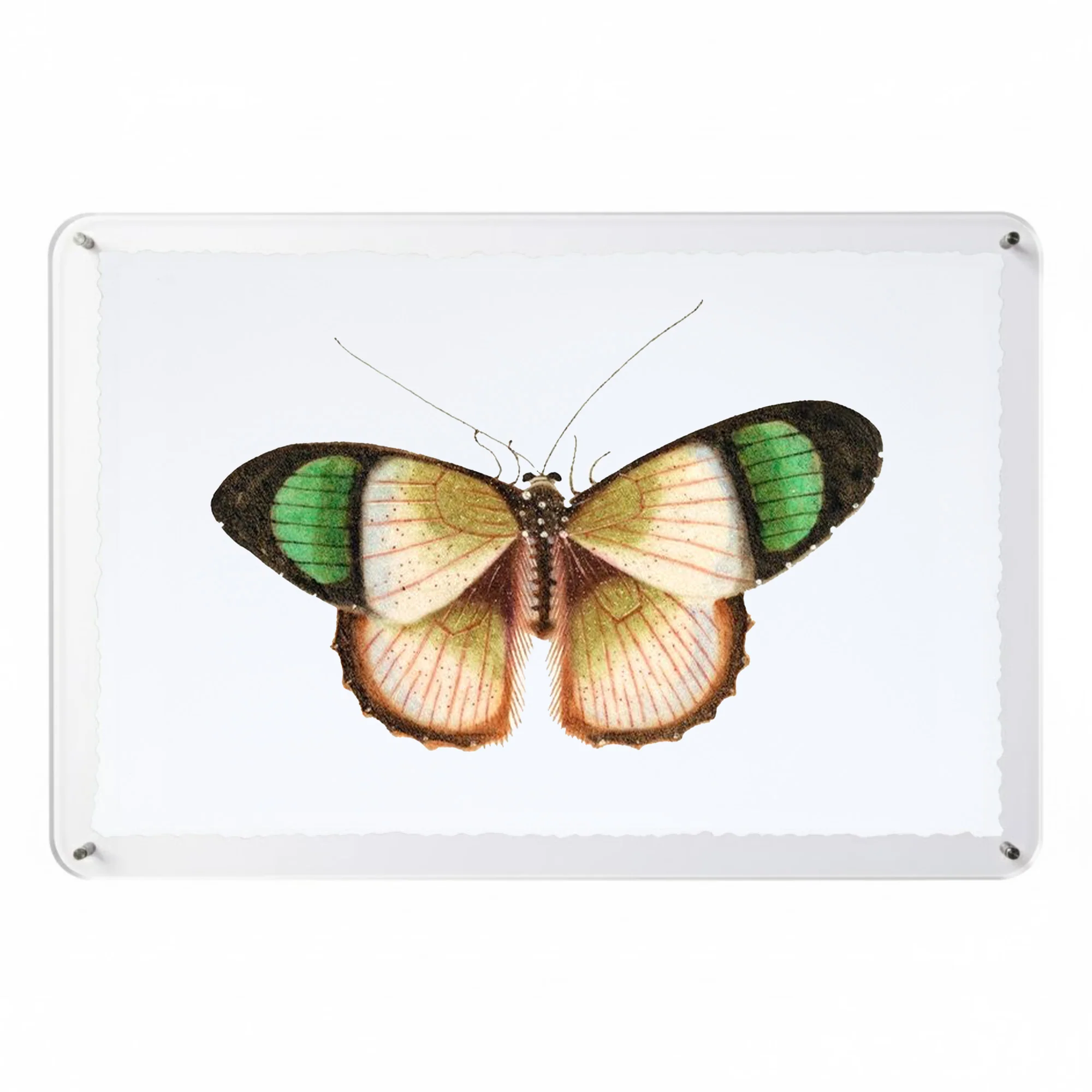 Titali in Acrylic - Emerald