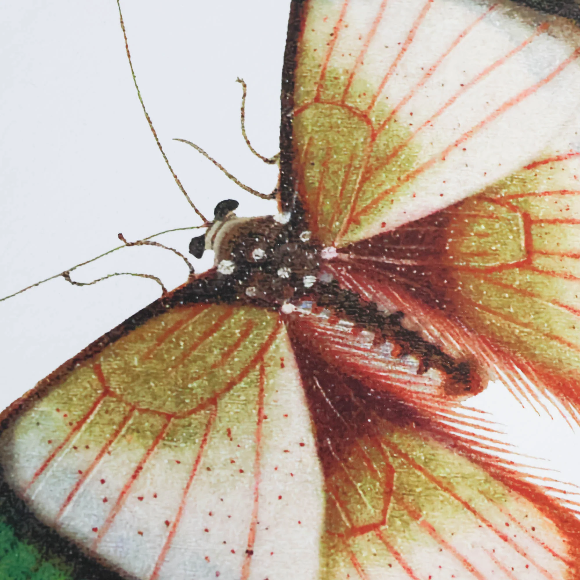 Titali in Acrylic - Emerald - Image 2