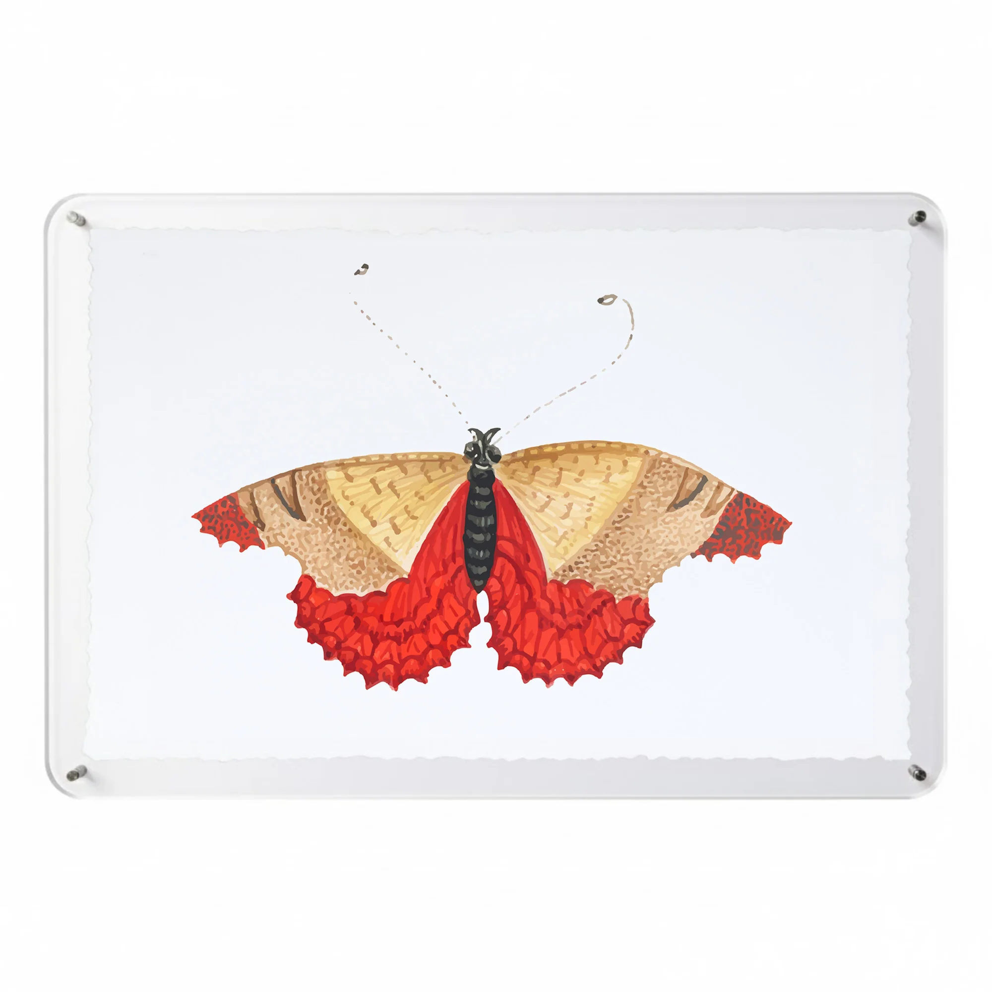Titali in Acrylic - Persimmon