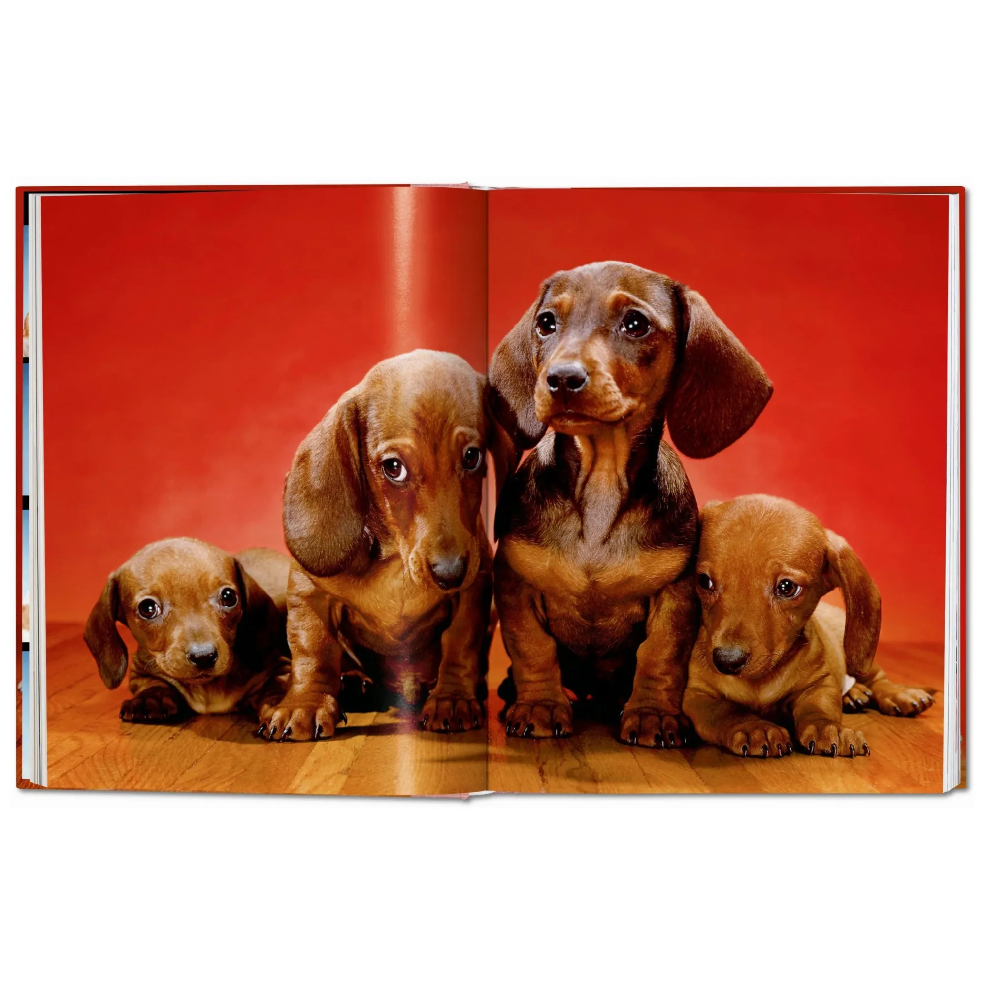 Walter Chandoha. Dogs. Photographs 1941–1991 - Image 3