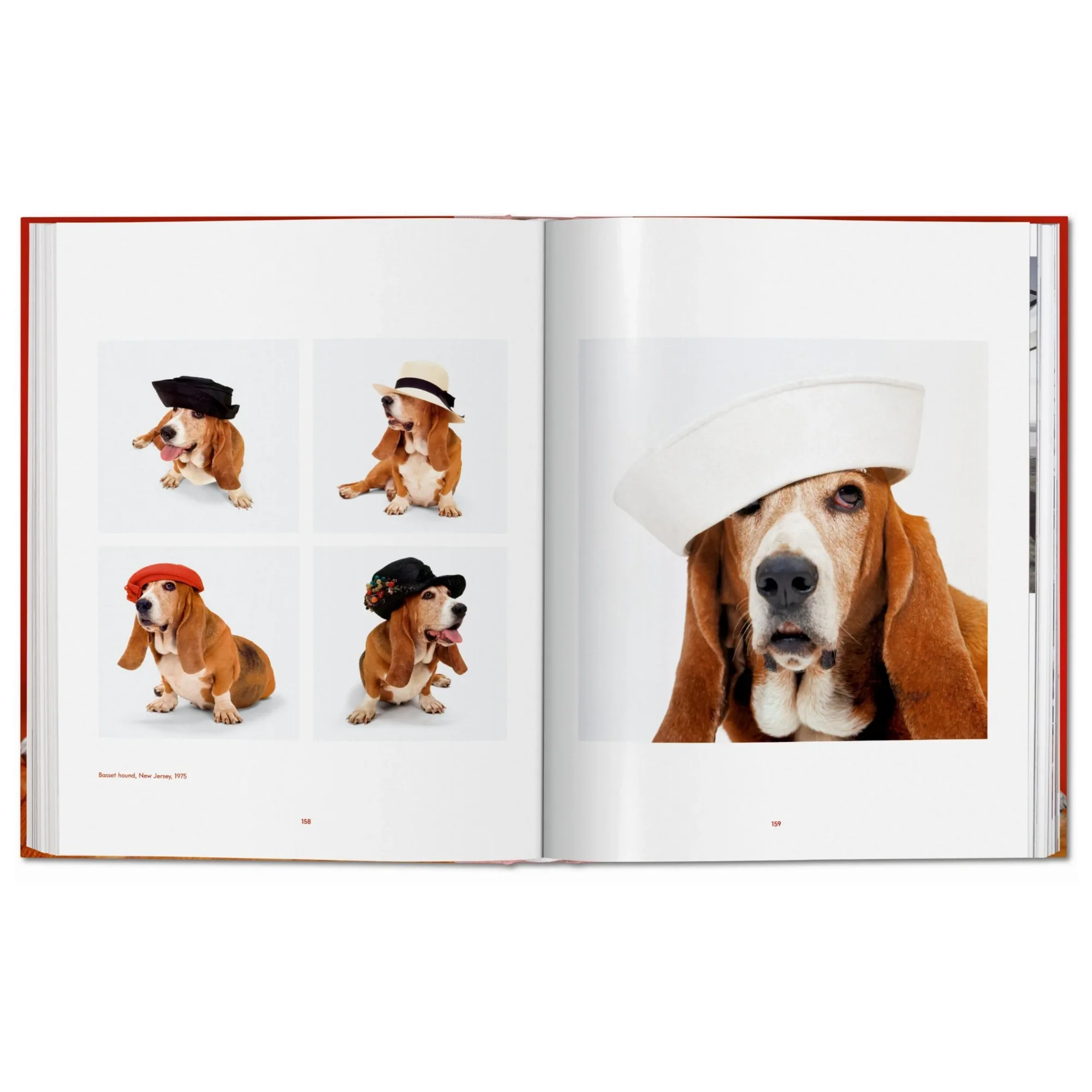 Walter Chandoha. Dogs. Photographs 1941–1991 - Image 4