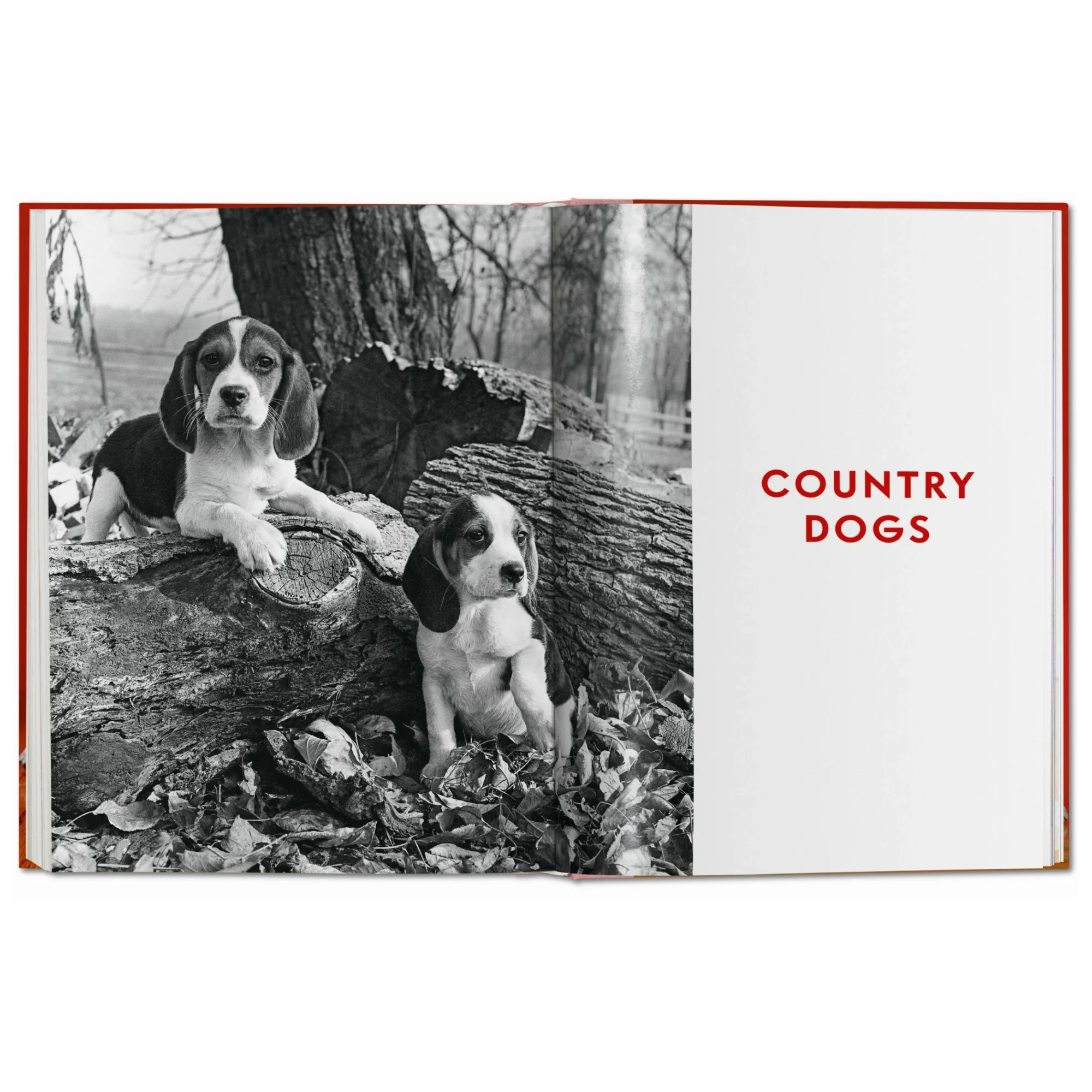 Walter Chandoha. Dogs. Photographs 1941–1991 - Image 5